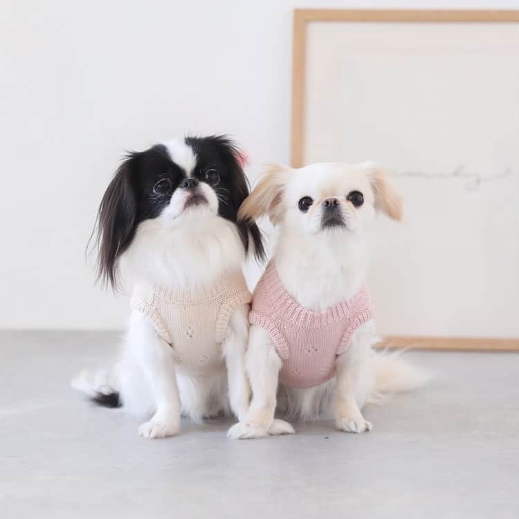 juntowaのインスタグラム：「@moncheri.dog さんの お洋服モデルしてきた時の写真がHPにUPされていましたー！ 良かったらチェックしてみて下さい🥰 可愛いお洋服がいっぱいだよ！  #親バカ#モデル犬#モンシェリ」