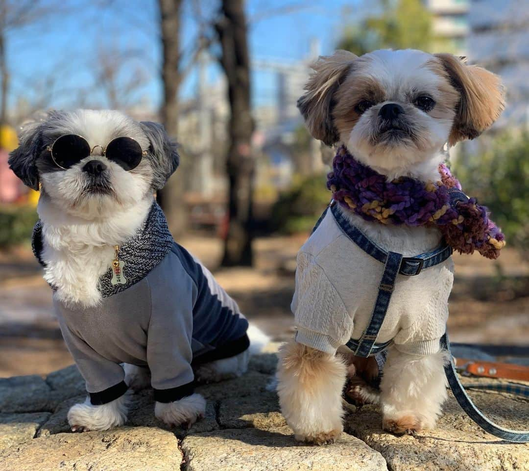 いくらさんのインスタグラム写真 - (いくらInstagram)「あさんぽはお友達とグラサン祭り〜🤩👍 ・ みんなレノソってて可愛いいんご😍✨ ・ ・ #ジョソレノソ #あさんぽ　#shizthu #シーズー #dogsofinstagram #シース #dog #shihtzu #犬 #shizthulovers #cute #シーズー犬 #犬のいる暮らし #シーズー男の子 #dogstagram #シーズー大好き #いぬすたぐらむ #シーズー大好き部 #わんすたぐらむ #愛犬 #ふわもこ部 #shihtzugram #いぬバカ部 #cutedogs #shihtzulovers」1月30日 20時37分 - i_am_ikura