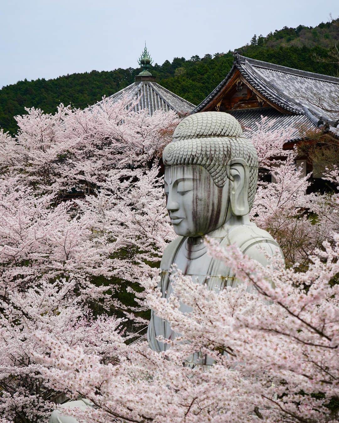 Koichiさんのインスタグラム写真 - (KoichiInstagram)「It will be in full bloom in 2 months❄️👉🏼🌸  気が付いたらあと2ヶ月もしたら桜が満開なんですよね。 それまでには何とかお願いします😷🙏🏼  Snow scene and cherry tree in full bloom. Which do you like better?  #BeautifulJapan #Hellofrom #Nara  .」1月30日 20時30分 - koichi1717