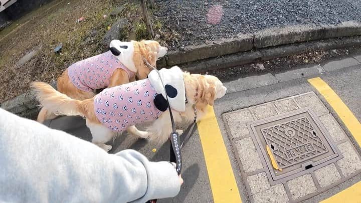 まゆみのインスタグラム：「。 。 #本日のYouTube より 。 仕事帰りの車の中 ふと裏を見るとエルゼル号😂 。 ほんとなのに うしろって意味がわからないあーペーなので前ばっかり探してる😂 。 まぁ前にいたとしても 音楽鳴らしてないから気付かないかなー😅 。 。 この後にあーちゃんの顔に違和感を感じて病院に行ってきました。 。 結果は悪い物じゃなかったけど 不安は残るばかり… 。 。 37.3キロ すこーし痩せてた🤣 最近よく走るので こりゃ痩せるなとは思ってだけど やっぱり✨ 。 動く動かないじゃ大違いだね😂 。 昨日LIVEに来てくれたみなさん ありがとうございましたー🤣 。 また夜遊びしましょー👋🏻🤣👋🏻🐶 しずかにしてとおもーの🐶💧 あーちゃんのいびきも負けてなかったよ😂 。 。 #ゴールデンレトリバー#goldenretriever#dog#犬#あーるん#golden#retriever#doglover#insta_dog#ぺんぺん子ちゃん#welovegoldens#Instagram#Instagramjapan#Instagramdogs#9gag#dogstagram#dogsofinstagram#dogs#doggy」