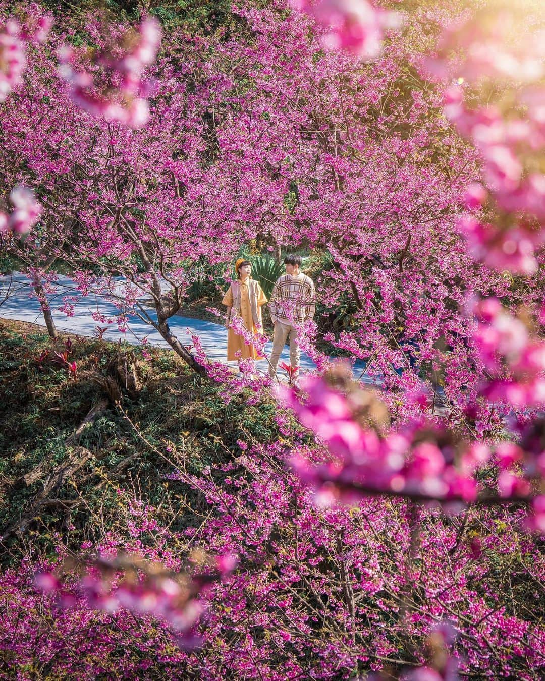 樂さんのインスタグラム写真 - (樂Instagram)「新北三峽。大熊櫻花園林🌸🌸🌸 2021櫻花季開跑🔥  北部最大範圍的櫻花林已經開滿大爆發了🤩 現在開的櫻花屬於三色寒櫻，也是最早開花的櫻花🌸 目前是最適合賞花的時刻，這幾天好天氣該來賞櫻了😍 Tag你想一起賞櫻的人吧📷 - 💰入園門票100元/人 早上9點後太陽才會照到櫻花喔❤️ 感謝今天兩位相伴 @stanley_pic @jacqueline_1116☺️」1月30日 20時58分 - ygt1016