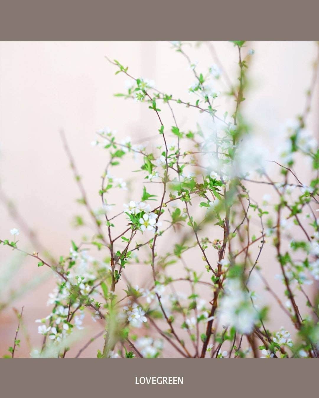 LOVEGREEN -植物と暮らしを豊かに。さんのインスタグラム写真 - (LOVEGREEN -植物と暮らしを豊かに。Instagram)「［前田有紀の一“花”言］  フラワーアーティストの前田有紀さん( @yukimaeda0117 )が、一家言ならぬ一“花”言と称して、その時期に気になる旬のお花や魅力、そして前田さんならではのアレンジ術などお届けしています。  vol.69は「ユキヤナギ」をご紹介！  ブーケに入れたり、そのまま飾ったりと、大活躍の枝ものです。 外はまだまだ寒いですが、ユキヤナギを飾ってお部屋の中で一足先に春の訪れを楽しんでみませんか。  詳しくはプロフィール( @lovegreen_official )のURLよりチェック 「一花言」から見てみてくださいね！  #春 #フラワーアーティスト #フラワーアレンジ #フラワーアレンジメント #flower #flowers #ユキヤナギ #ブーケ #公園 #草花 #植物 #植物のある暮らし #植物と暮らす #植物が好き #花 #花が好き #花のある暮らし #花と暮らす #枝物 #LOVEGREENストア #植物と暮らしを豊かに #シンプルライフ #ライフスタイル #暮らし #園芸 #ガーデニング #花束 #花瓶 #一輪挿し #季節の花」1月30日 21時00分 - lovegreen_official