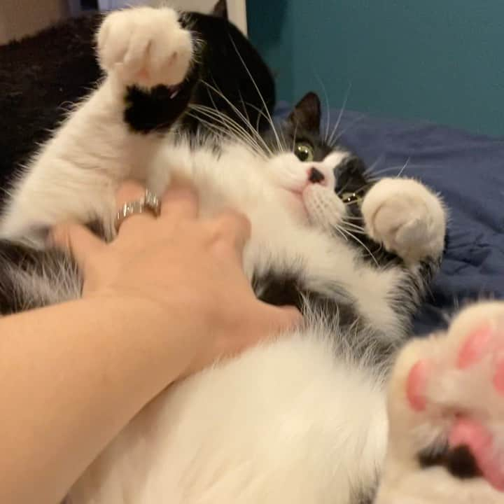 Tuxedo Cat Brosのインスタグラム：「Caturday morning belly rubs. Best way to start off your weekend! Bonus jellybean footage! #everybodyloveshugo」