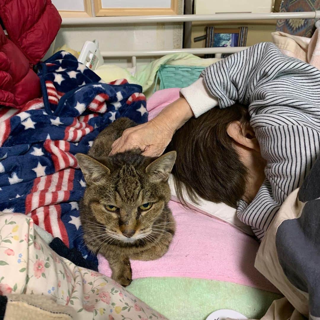 Kachimo Yoshimatsuさんのインスタグラム写真 - (Kachimo YoshimatsuInstagram)「存在を確かめる。 Confirm the existence of a cat  #うちの猫ら #cocoa #バーバ #バーバと猫 #猫 #ねこ #cat #ネコ #catstagram #ネコ部 http://kachimo.exblog.jp」1月30日 21時18分 - kachimo
