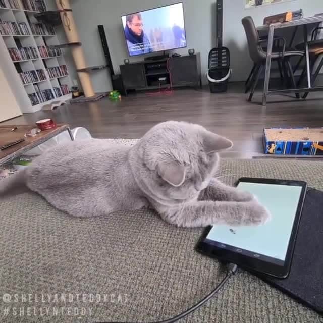Aww Clubのインスタグラム