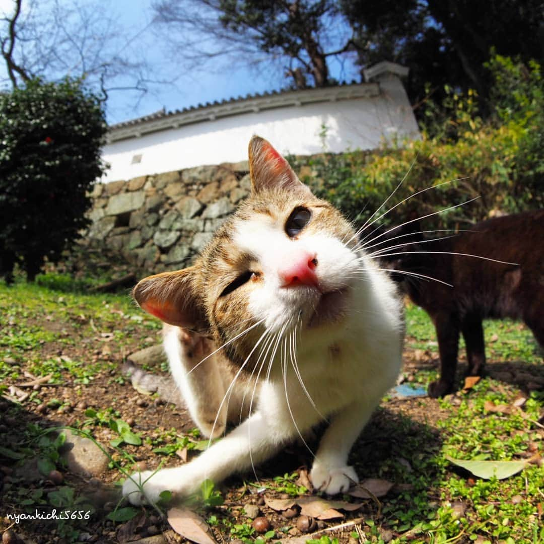 路地裏のにゃん吉のインスタグラム