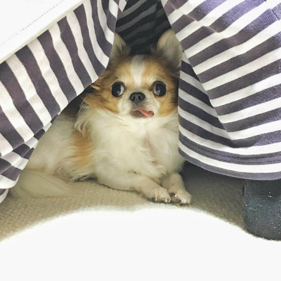 のインスタグラム：「Inside my mom's legs is my secret base.🐶✨ ・ 寝っ転がって膝立ててたら秘密基地にされて動けなくなった…🤣 ・ #ちま #チワワ #chihuahua #ชิวาวา #PECOいぬ部 #WeeklyFluff #dogs #dogsofbark #chihuahuaaddict」