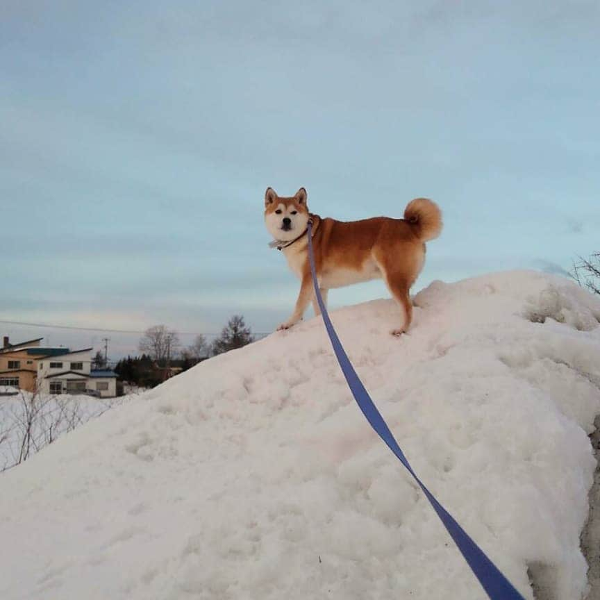 柴犬⭐️サスケのインスタグラム