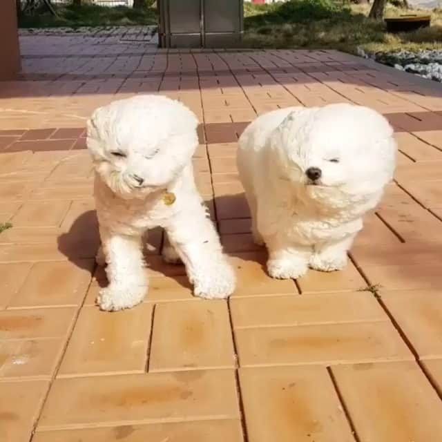 Beautiful Nature & Animalsのインスタグラム：「Bad hair day😍💇 By @jinju_bichonfrise」