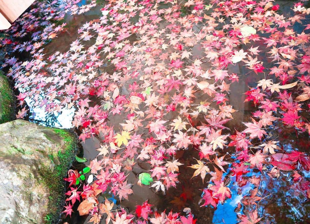 肥田佳菜子さんのインスタグラム写真 - (肥田佳菜子Instagram)「京都旅行part1🍁 #京都 #京都旅行 #京都観光 #旅行 #家族旅行 #紅葉 #紅葉狩り #紅葉ライトアップ #京都紅葉 #紅葉スポット #お寺巡り #清水寺 #清水寺ライトアップ  #三千院 #宝泉院 #詩仙堂 #狸谷山不動院 #一眼レフ #一眼レフカメラ」1月30日 23時22分 - hdknk87