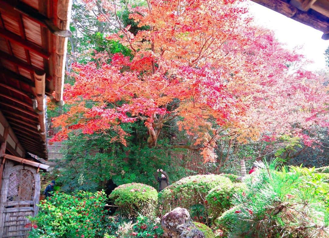 肥田佳菜子さんのインスタグラム写真 - (肥田佳菜子Instagram)「京都旅行part1🍁 #京都 #京都旅行 #京都観光 #旅行 #家族旅行 #紅葉 #紅葉狩り #紅葉ライトアップ #京都紅葉 #紅葉スポット #お寺巡り #清水寺 #清水寺ライトアップ  #三千院 #宝泉院 #詩仙堂 #狸谷山不動院 #一眼レフ #一眼レフカメラ」1月30日 23時22分 - hdknk87