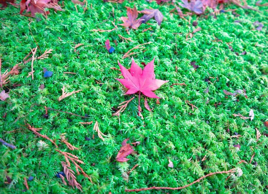 肥田佳菜子さんのインスタグラム写真 - (肥田佳菜子Instagram)「京都旅行part1🍁 #京都 #京都旅行 #京都観光 #旅行 #家族旅行 #紅葉 #紅葉狩り #紅葉ライトアップ #京都紅葉 #紅葉スポット #お寺巡り #清水寺 #清水寺ライトアップ  #三千院 #宝泉院 #詩仙堂 #狸谷山不動院 #一眼レフ #一眼レフカメラ」1月30日 23時22分 - hdknk87