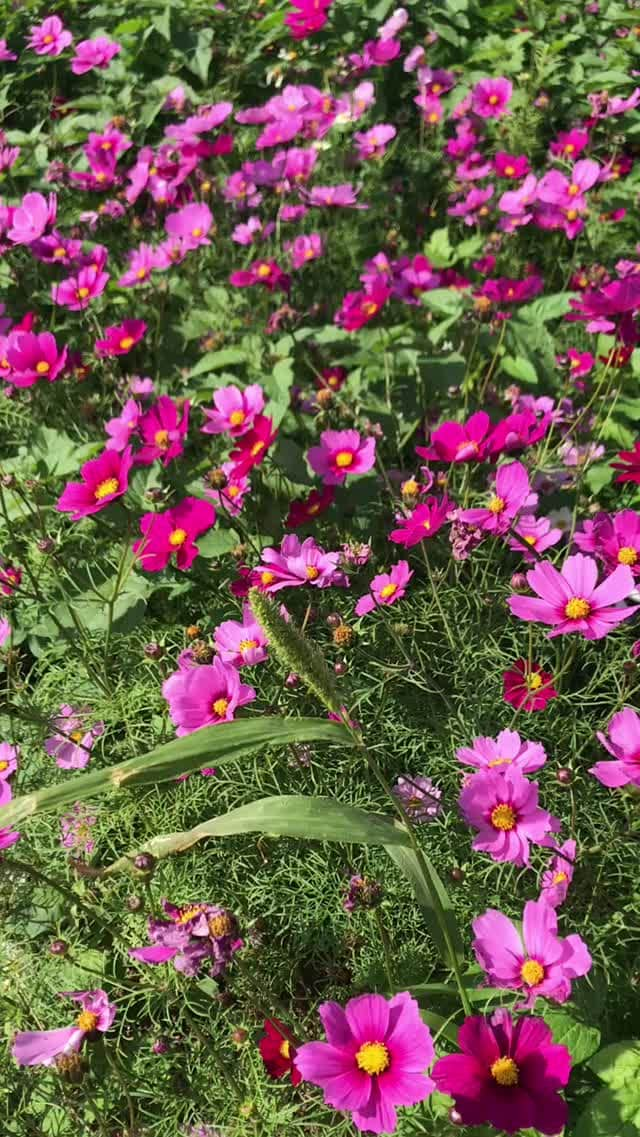 Kayoのインスタグラム：「1月の秋桜🌸 ・ ・ #okinawa #flowers #igersjp #花 #秋桜 #風 #快晴 #小春日」