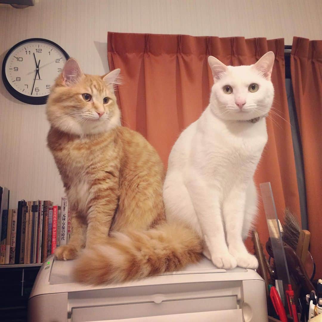 岡田屋鉄蔵のインスタグラム：「左手からの圧。二匹分。パネエ」