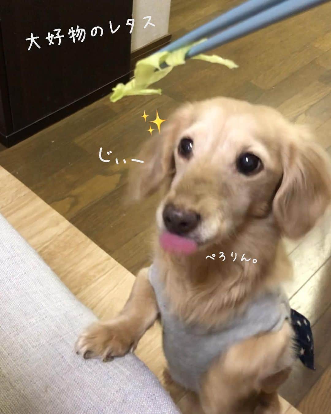 のインスタグラム：「元気の秘訣は 野菜🥦大好きなことかしら😍？ #レタス 大好き💕 #シャキシャキレタス #アボカド🥑サービス✨ #咀嚼音 きいてね 🐶❤︎ #食べることは生きること 🍴 #食べるマロン #movie 🎥  #Mダックス#ダックス#ミニチュアダックス #親父犬#シニア犬#ミニチュアダックスフンド #ミニチュアダックスクリーム#短足部 #短足犬#カニンヘンダックス #ダックス14歳#カニンヘンダックスフンド#犬は家族#犬のいる生活#シニアライフ#インスタでわんこみるのが日課 ♡♡」