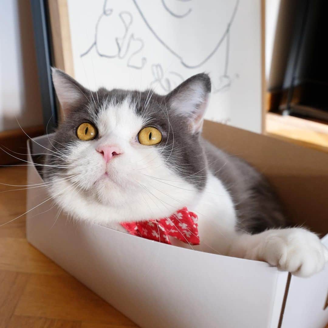 catinberlinさんのインスタグラム写真 - (catinberlinInstagram)「This box fit before the first lockdown purfectly. 🙀🤔 I guess due to Coronavirus, my summer body will be delayed to 2022. 😜🤷🏼‍♀️ www.catinberlin.com」1月30日 23時51分 - catinberlin