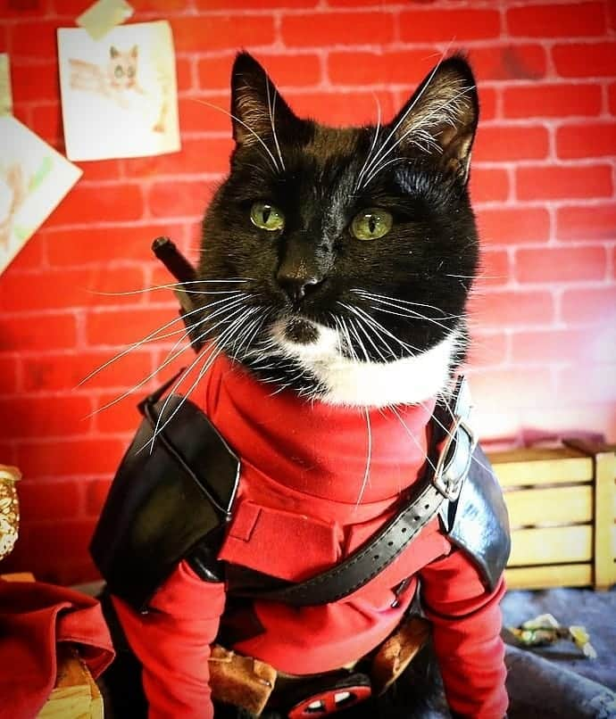 猫コスプレさんのインスタグラム写真 - (猫コスプレInstagram)「"Gonna eat till I'm tired then sleep till I'm hungry." ~Catpool  #Deadpool #Caturday  . . . . . . . . #catcosplay #cosplay #cosplayer #cat #catcostume #catsinclothes #catsofinstagram #catstagram #petclothes #PetCostume #deadpoolfan #deadpoolcosplay #deadpoolart #marvel #marvelcosplay」1月30日 23時52分 - cat_cosplay