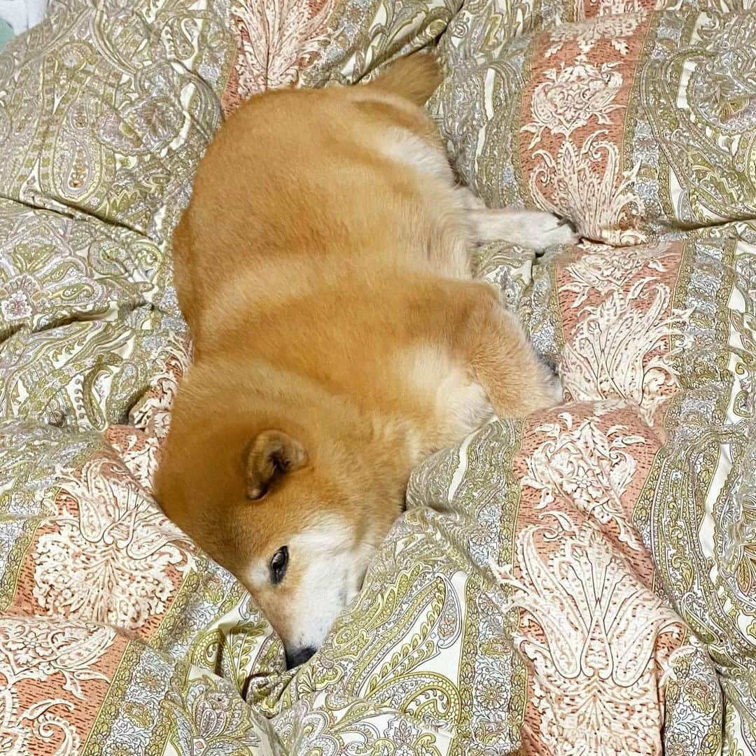 のインスタグラム：「Good night!✨🐶💤✨パパのお布団フワフワでズルイ！ #今夜からここで寝るわ #あったけー #布団にうまる」