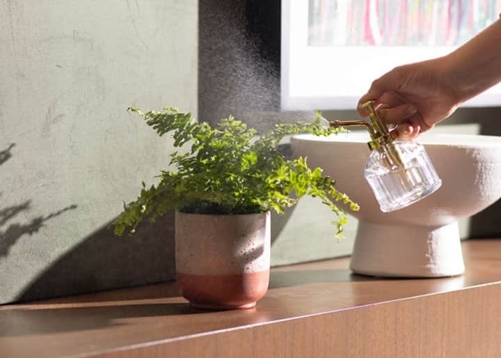 HGTVさんのインスタグラム写真 - (HGTVInstagram)「Anyone remember a certain little fern from the movie "How to Lose a Guy in 10 Days"? 😏 🌿  Now you can get your own "Love Fern" to gift to your sweetie or bestie on Valentine's Day, thanks to Urban Stems' collaboration with Kate Hudson's King St. Vodka. 💝⁠ ⁠ As a bonus, Urban Stems is offering a 15 percent discount code for King St. Vodka when you purchase a potted Blue Bell fern. 🍸⁠ ⁠ Head to the link in our profile (and click this image) to learn about even more Valentine's Day discounts and deals to shop before the big day. 🔝🛍⁠ ⁠ #shopping #sale #ValentinesDay #GalentinesDay #giftideas #plants」1月31日 0時02分 - hgtv