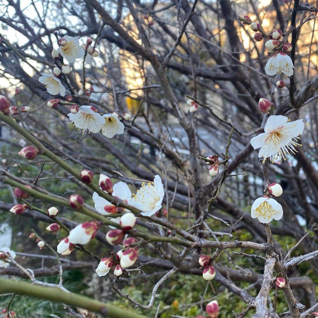 奥田恵梨華さんのインスタグラム写真 - (奥田恵梨華Instagram)「今年はいつもより、梅が咲くのを見たのが早かった。12月にはもう咲いている木がありました。  皆様どんな風に過ごしていますか？  私はプラモデルを作りました。 20年前くらい前に兄にもらってからずっと家にあった、サンダーバードに出てくるピンクのロールスロイス（#FAB1 ）のプラモデル。  私はプラモデルというものを作るのが初めてだったので、デカールってやつに最初苦労しました😅ちぎれた  しかも作る初日に蛍光灯が切れてしまい、真っ暗な部屋で作ったのでなんかグダグダ。  全体にヨレヨレな#ペネロープ号 が完成したよ😂😂😂でもちょっと楽しかった。」1月31日 0時27分 - erikaokuda_official