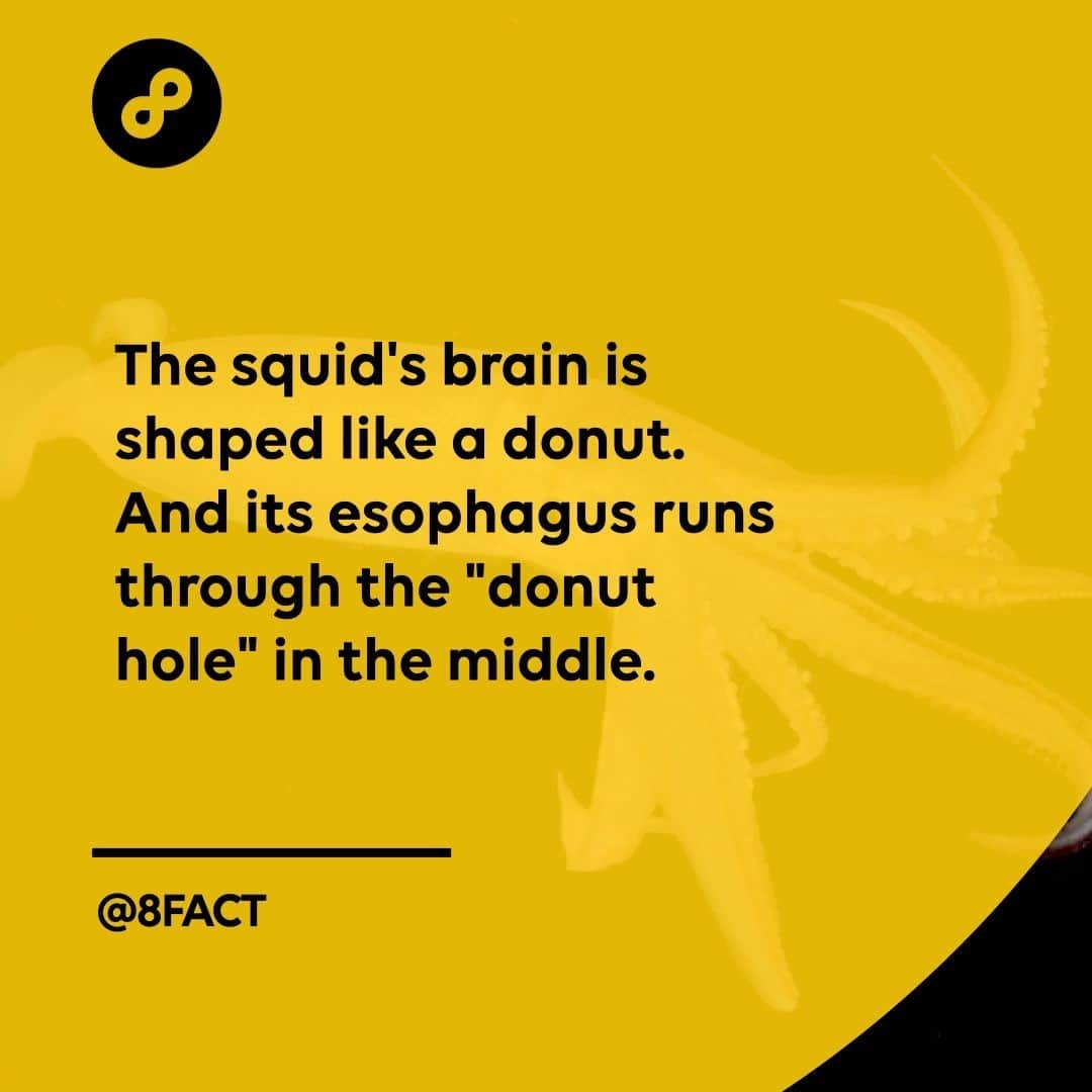 さんのインスタグラム写真 - (Instagram)「Which makes grinding up food into tiny bits an evolutionary priority.」1月31日 0時35分 - 8fact