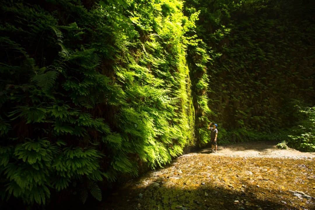 National Geographic Travelさんのインスタグラム写真 - (National Geographic TravelInstagram)「Photo by @emilypolar / A visitor to Fern Canyon in Prairie Creek Redwoods State Park, California, takes in the view of the huge canyon walls brimming with life, covered in ferns. This impressive park in Humboldt County is recognized as a World Heritage site and an international biosphere reserve. To see more of the magnificence in the mundane from around the world follow me @emilypolar.」1月31日 0時37分 - natgeotravel