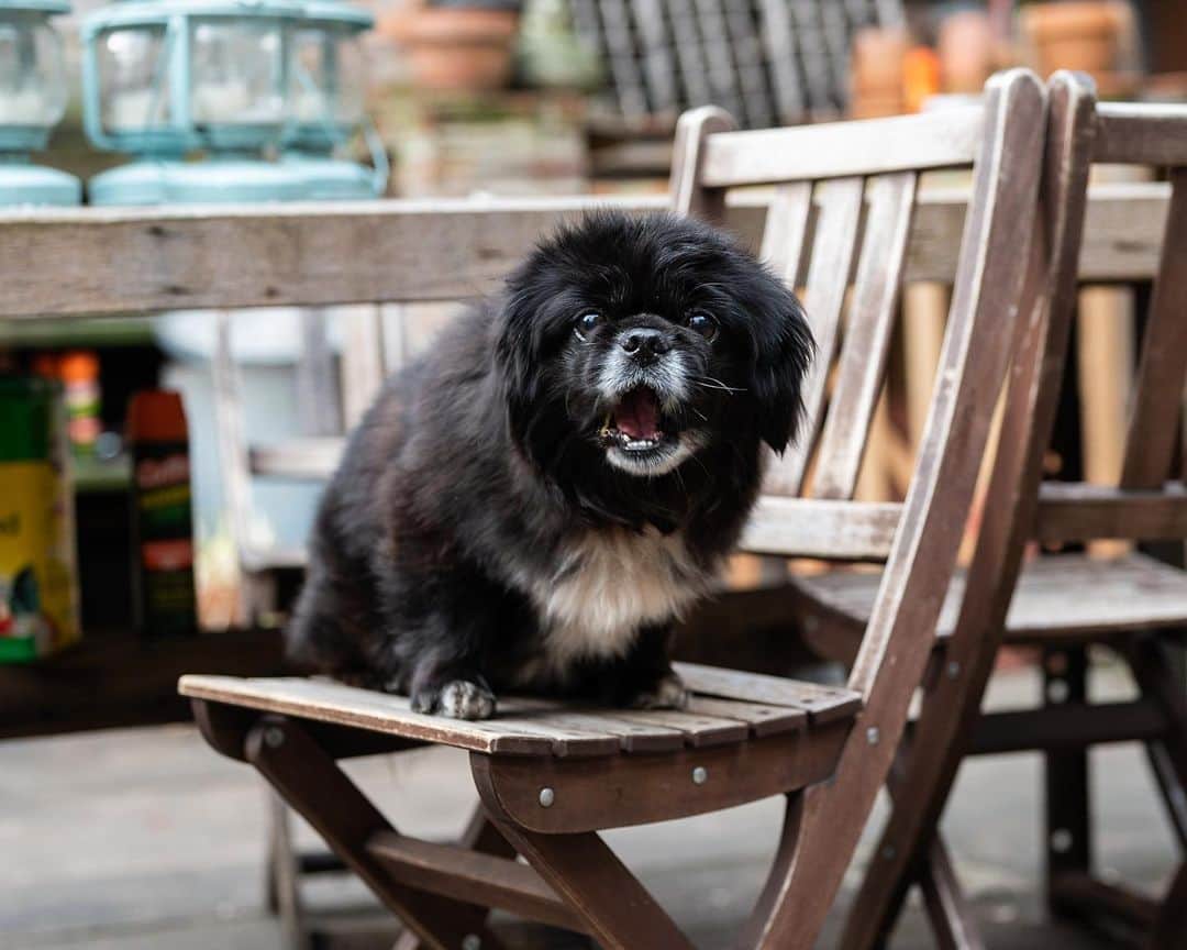 The Dogistさんのインスタグラム写真 - (The DogistInstagram)「Ollie, Pekingese (8 y/o), Manhattan & Clay St., Brooklyn, NY • “He’s so food motivated he’ll storm into a restaurant's kitchen. My previous dog, Chewlia, passed away and one of her fans tagged me in a Sean Casey (animal rescue) post. I got there two hours before they opened thinking there was gonna be a line for him, but there wasn’t. I knew he was gonna be my pup.” @sirolivierlaurence , a rescue from @nyanimalrescue」1月31日 0時57分 - thedogist