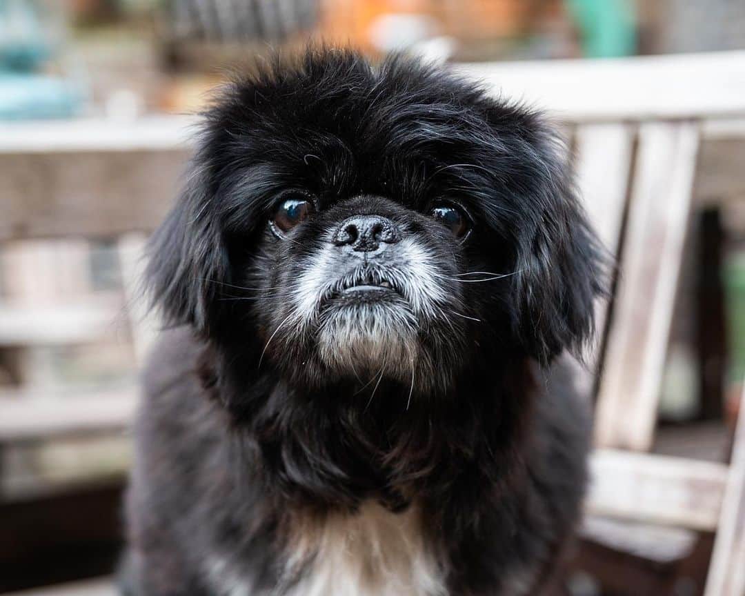 The Dogistさんのインスタグラム写真 - (The DogistInstagram)「Ollie, Pekingese (8 y/o), Manhattan & Clay St., Brooklyn, NY • “He’s so food motivated he’ll storm into a restaurant's kitchen. My previous dog, Chewlia, passed away and one of her fans tagged me in a Sean Casey (animal rescue) post. I got there two hours before they opened thinking there was gonna be a line for him, but there wasn’t. I knew he was gonna be my pup.” @sirolivierlaurence , a rescue from @nyanimalrescue」1月31日 0時57分 - thedogist