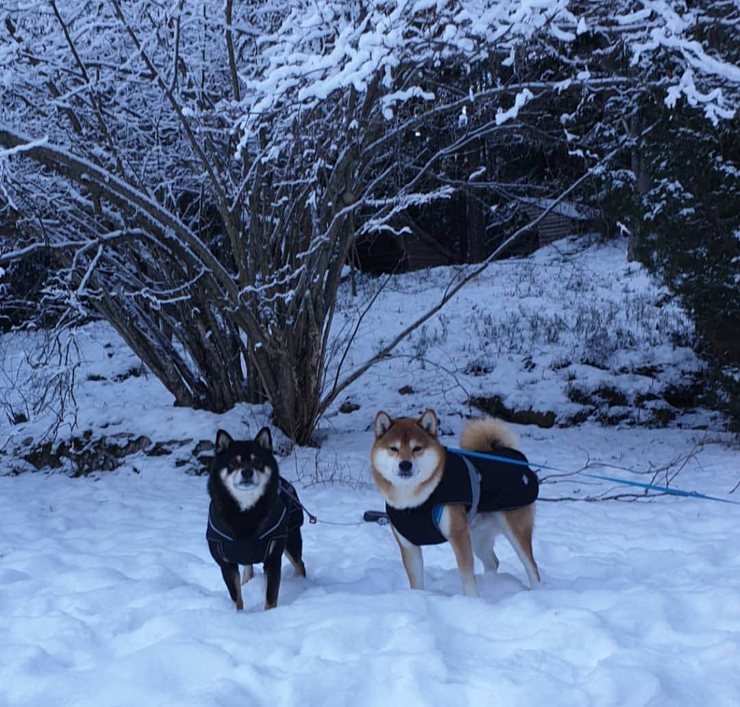 ?Fricko the Shiba Inu?さんのインスタグラム写真 - (?Fricko the Shiba Inu?Instagram)「We love snow!!!! 🐾 🐾 🐾 #FrickoandKeaton #🐶 #☀️ #shiba #shibainu #dog #柴犬 #赤柴  #adorable #shibaholics  #dogoftheday  #weeklyfluff #aww #dogstagram  #puppiesofinstagram #shibalove #shibastagram #shibadog #shibasofinstagram #doglovers」1月31日 1時07分 - umigiva