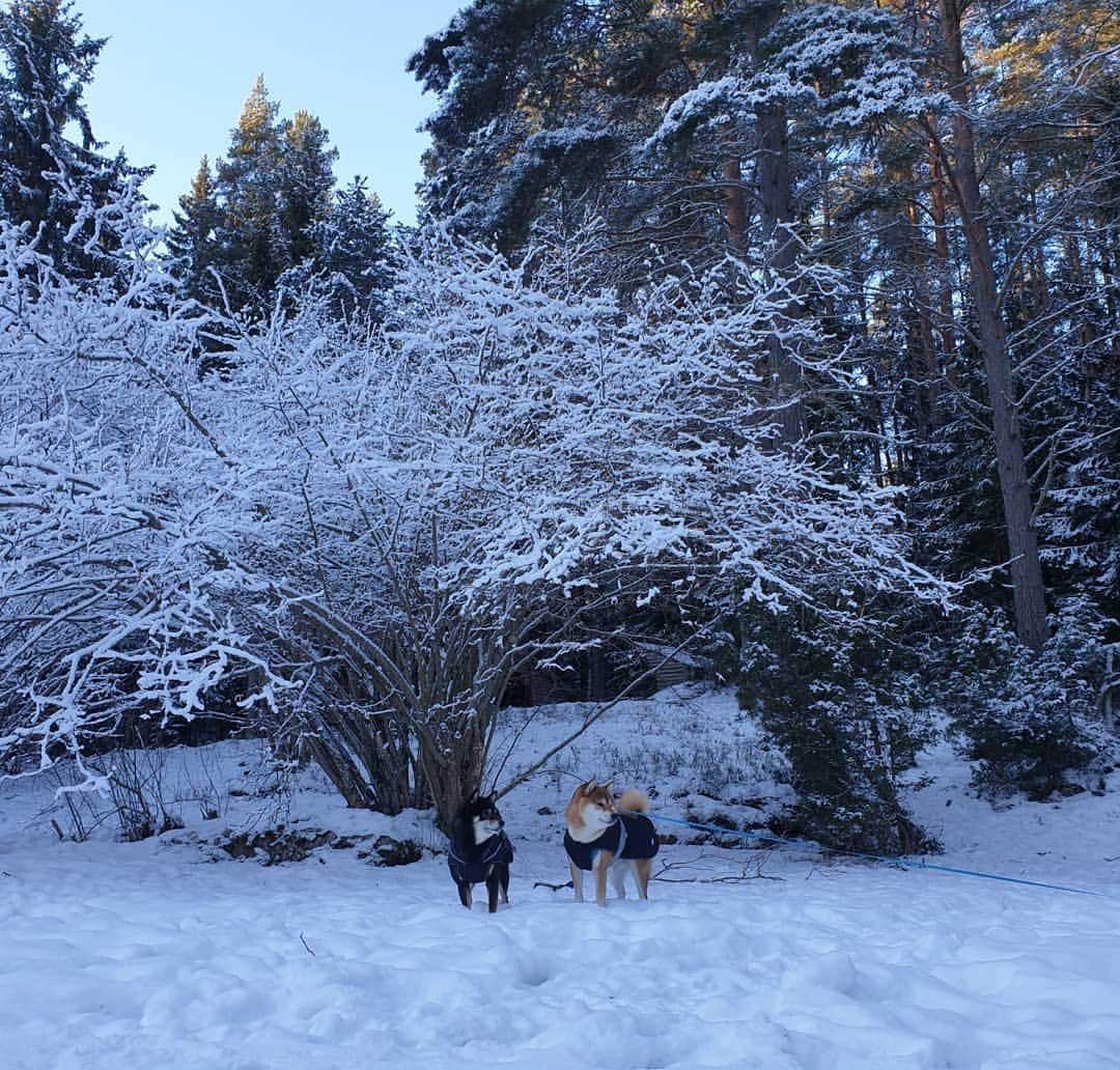 ?Fricko the Shiba Inu?のインスタグラム：「We love snow!!!! 🐾 🐾 🐾 #FrickoandKeaton #🐶 #☀️ #shiba #shibainu #dog #柴犬 #赤柴  #adorable #shibaholics  #dogoftheday  #weeklyfluff #aww #dogstagram  #puppiesofinstagram #shibalove #shibastagram #shibadog #shibasofinstagram #doglovers」