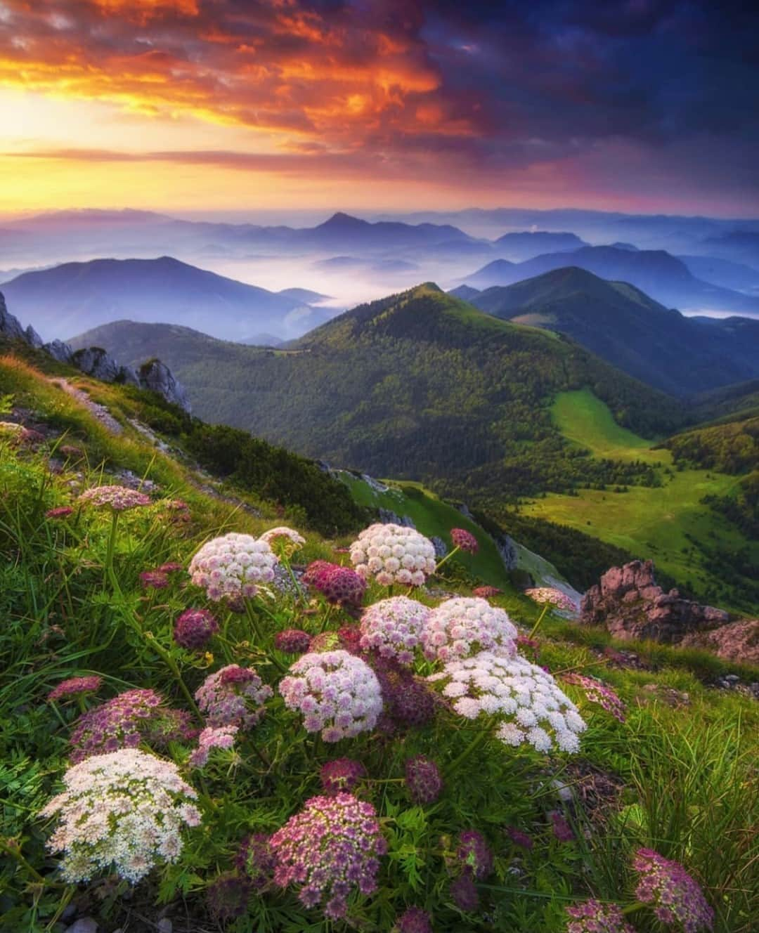 Earth Picsさんのインスタグラム写真 - (Earth PicsInstagram)「Sunrise at Malá Fatra, Slovakia 🌄  📷 @borievkyphotogallery」1月31日 1時00分 - earthpix