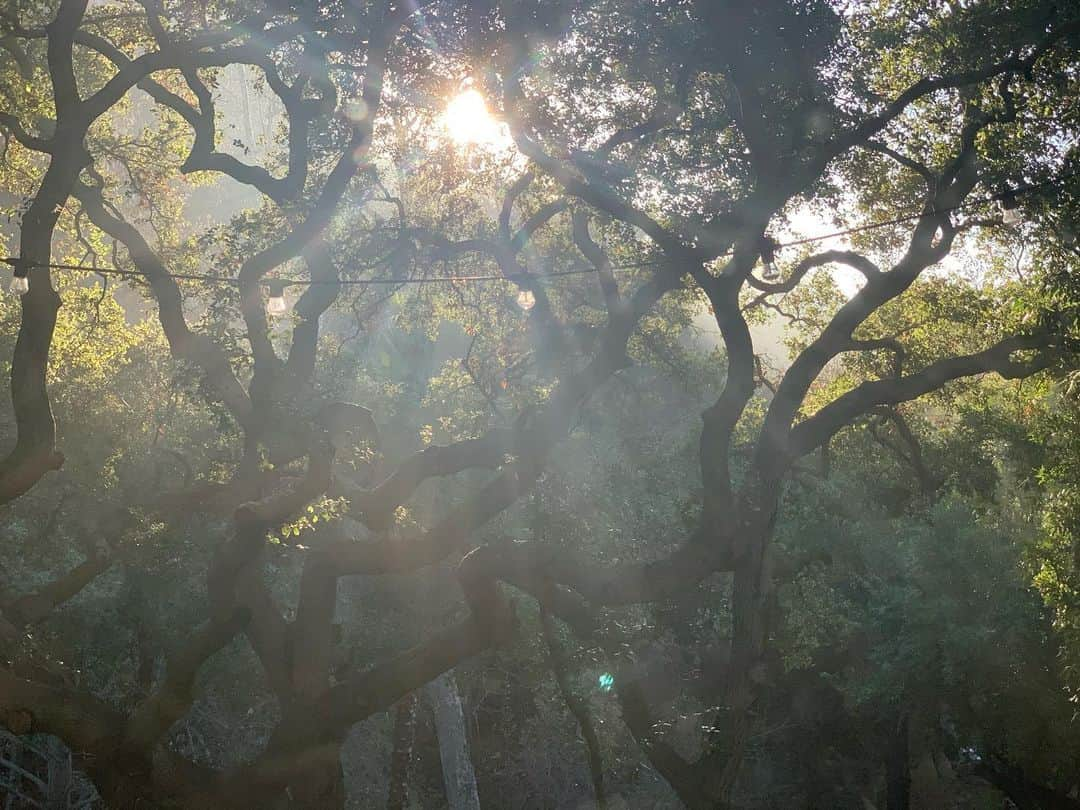 ホーランド・ロデンのインスタグラム：「Morning views- in my new front yard. Rest assured many more morning views to come of thisss- spindly site. Fun fact- we shot a good bit of teen Wolf in this part of la and how they would light the trees during our night shoots- I was always mesmerized by these savannah trees dropped in this particular part of la🧚🏻 🚌 very grateful for being a newfound creeker as they say in the ‘sticks’ of LA」