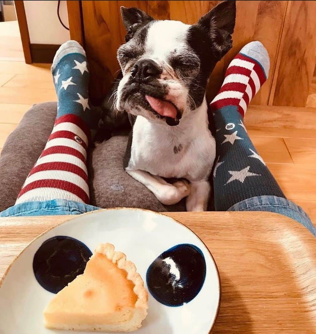 Stanceのインスタグラム：「⚡️Weekend Vibes 🧦🐶... 📸 @lanryukouchan.k」