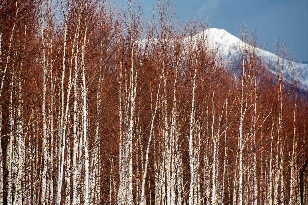 Michael Yamashitaさんのインスタグラム写真 - (Michael YamashitaInstagram)「In Hokkaido, larch and birch trees are layered against the landscape as if by design. The birch is known in Japan as Shirakaba, which translates to white wood and beauty. It blends into the snowy winter landscape, and as seasons change, it contrasts with the greens of summer. And the larch, native to Japan, with its pyramidal shape, is a counterpoint to the statuesque birch. In any season, Hokkaido, Japan's most northerly island, is a landscape photographers paradise. #landscapephotography #snowscape #birchtrees #larchtrees #hokkaidowinter」1月31日 1時34分 - yamashitaphoto