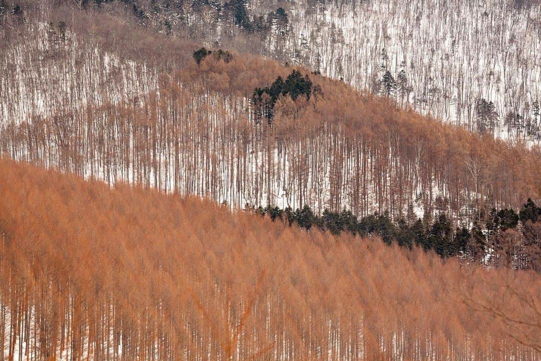 Michael Yamashitaさんのインスタグラム写真 - (Michael YamashitaInstagram)「In Hokkaido, larch and birch trees are layered against the landscape as if by design. The birch is known in Japan as Shirakaba, which translates to white wood and beauty. It blends into the snowy winter landscape, and as seasons change, it contrasts with the greens of summer. And the larch, native to Japan, with its pyramidal shape, is a counterpoint to the statuesque birch. In any season, Hokkaido, Japan's most northerly island, is a landscape photographers paradise. #landscapephotography #snowscape #birchtrees #larchtrees #hokkaidowinter」1月31日 1時34分 - yamashitaphoto