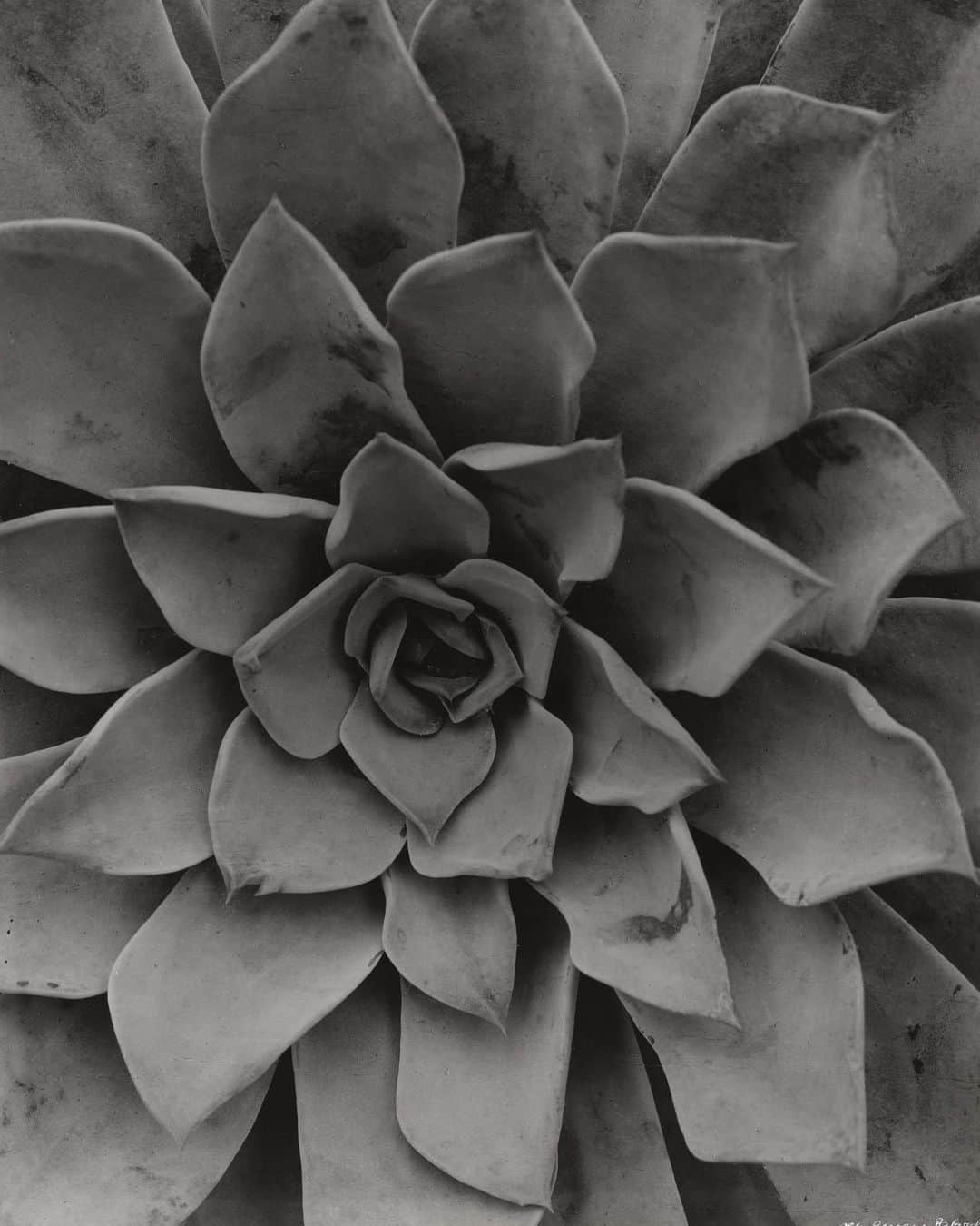 ニューヨーク近代美術館のインスタグラム：「Succulent appreciation post 🌱  This striking echeveria plant was captured by #AlbertRengerPatzsch in 1922. See the photograph in the #MoMACollection gallery A Modern Media World.  📸 Albert Renger-Patzsch. "Echeveria." 1922. Gelatin silver print. © 2021 / Artists Rights Society (ARS), New York / VG Bild-Kunst, Germany」