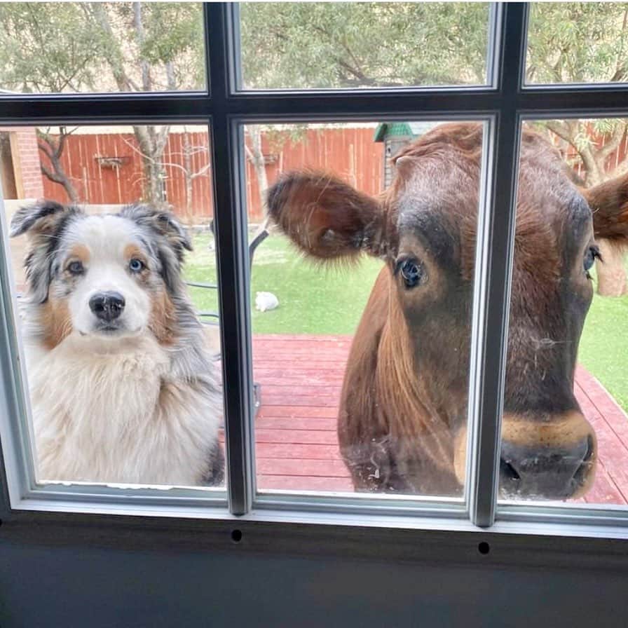 モービーのインスタグラム：「Puppies waiting to come inside. @thegentlebarn」