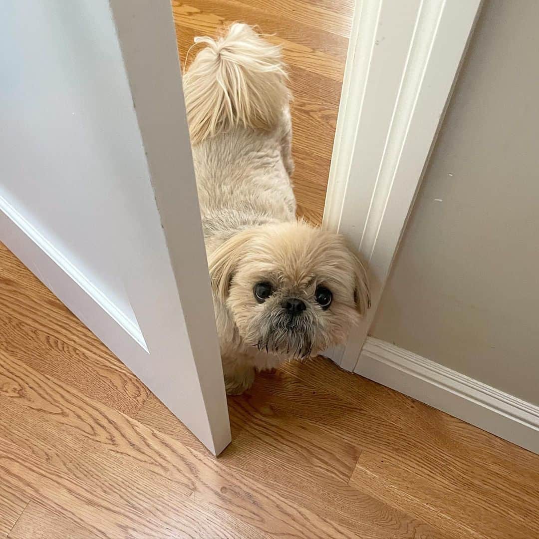 Dougie the Shih Tzuのインスタグラム：「Hi.」