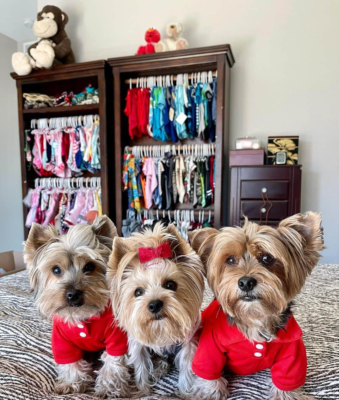 さんのインスタグラム写真 - (Instagram)「Max, Allie & Sammy 💭 Happy weekend furiends! 👋🏼🥰♥️🥳 January went by so fast!! 😳 February is coming after two more sleeps! ✌🏼😴♥️🥰 #HappySaturdayEveryone #SendingLove #3Amigos #DogCloset」1月31日 2時51分 - happyyorkiefamily