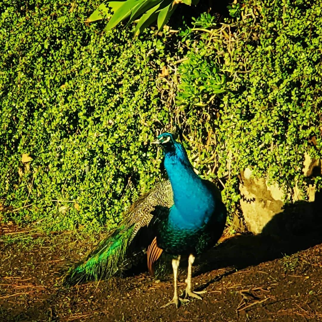 のインスタグラム：「Good morning Peacock 🦚✨ #peacock #peacocksrule #peacockempire #ilovepeacocks #peacocktime #peacockmagic #shadowhills #THANKYOU #wildpeacocks #peacockdaddy #peacockmagic #peacocks #peafowl」