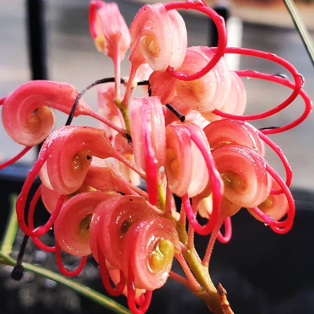 のインスタグラム：「NEW GREVILLEA IS BLOOMING PINK 💗💗💗 #GASOLINEGARDEN #ILOVEGARDENS #GARDENSRULE #GARDENCHURCH #GARDENPARTY #GARDENMAGIC #AVANTGARDEN #GARDENS #GARDENGANGSTER #GARDEN #GRADENLIFE #GARDENER #GARDENTIME  #GARDENING #VEGETABLEGARDEN #FLOWERS #SUCCULENTS  #PLANTS  #CACTUS #AYEARINFLOWERS  #shadowhills  #THANKYOU  @gasolineglamour  #GASOLINEGLAMOUR #PLANTSOMESHIT  #GROWSOMESHIT  @nicksnursery  #NICKSNURSERY #grevillea」