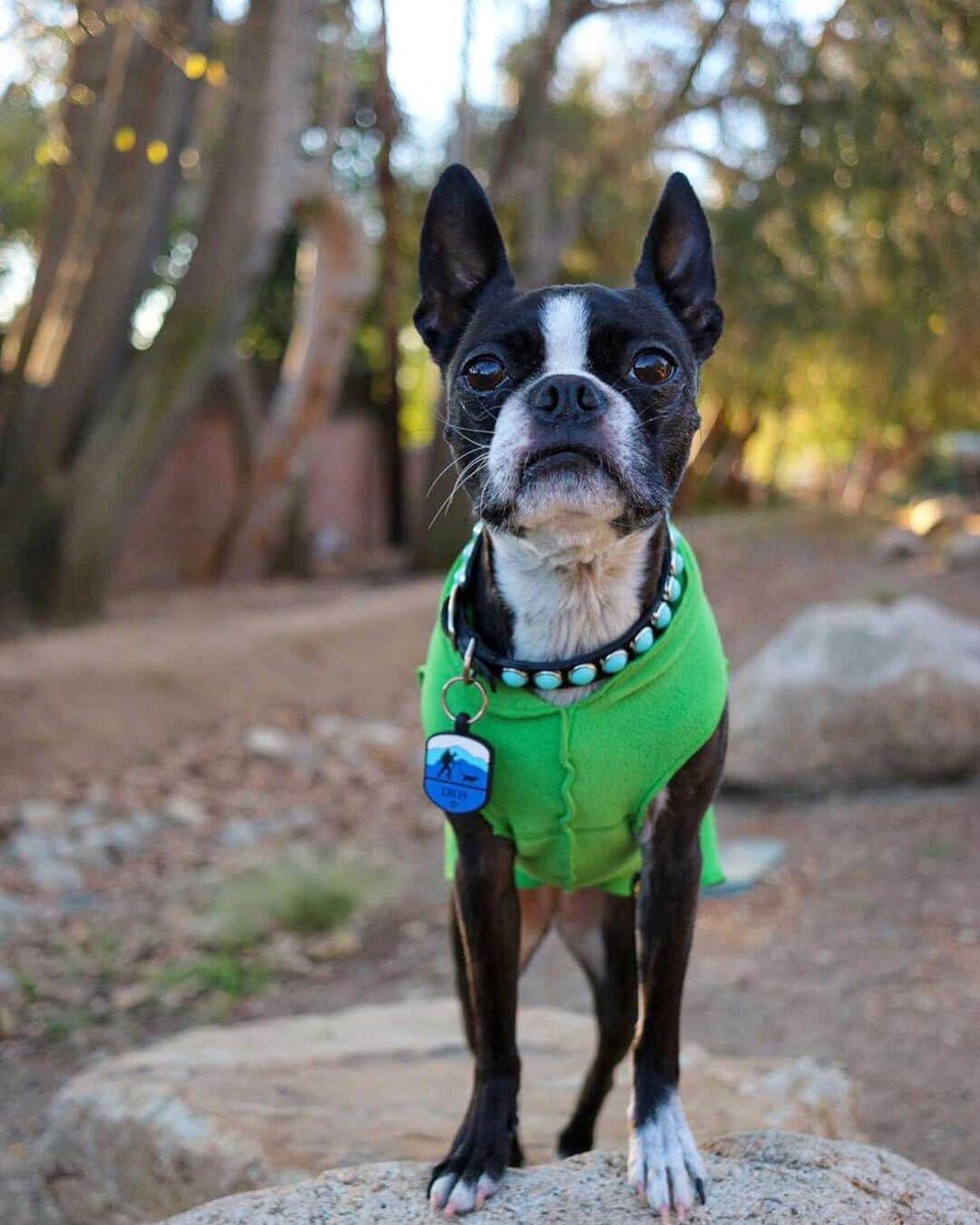 DogsOf Instagramのインスタグラム：「Our pick for ~Sweater of the Season~ is this cute and cozy Stretch Fleece Dog Pullover from @muttropolis! Velvety soft with super stretch that provides the ultimate comfy fit. We love the lightweight flexibility of this fleece, and have a good feeling your dog will too.   Did we mention it comes in five different colors AND is made with recycled polyester?   Sizes come in small, medium, large and extra large. Check it out for yourself, link in bio!  Many thanks to our furriend @chevytheboston for modeling this for us 😍💯🐾👏  🎶: @santigold Can’t Get Enough of Myself   #dogsofinstagram #sweaterweather #sweateroftheseason #dogsweaters #dogsinsweaters」