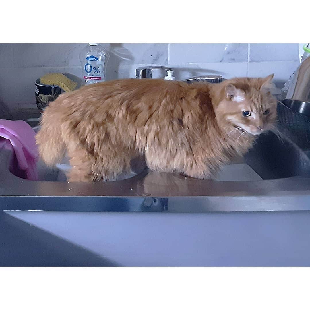 Homer Le Miaou & Nugget La Nugのインスタグラム：「Homer got his cardiac echo this morning. I wasn't allowed to take pics and i'm still waiting on the ones of it. I still wanted to give you some news, here is a not related pic of him in the sink!😸 So, he was not really code red but still managed to try to bite the doctor!lol They didn't needed to sedate him for that echo as they didn't shave him so i'm happy about this.👍🏻 I'm going to try to resume the already complicated diagnosis in french. (You can see it anyway if you swipe). So, his left valve is too small and can't process all the blood normally so that's why his heart is dilated. When his heart can't process even if bigger, it send the excess on other organs. In Homer's case it goes to his lungs. That's why he started an oedema last time. It can also causes blood clots. Both are very bad. It won't go away but we can "give him the best quality of life with the good treatment" as the vet said... I'm not super fan of that saying but she also told me to that the next écho will be in a year so i'm pretty positive.🤞🏻 Also, his thyroid and kidney's results are perfect. So now he just needs to not stress, not be affraid, not get mad and to take his 6 pills/day (!) and he'll be fine!😽  I'm so glad we've catched this early. I'm even more happy and thankful to be part of such a loving and generous community. All this is thanks to you. Thank you from the bottom of my (normally sized) heart!🙇🏻‍♀️🧡🙇🏻‍♀️」
