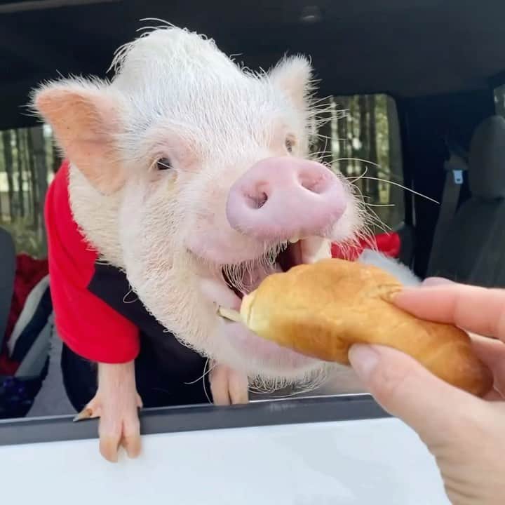 Priscilla and Poppletonのインスタグラム：「Un croissant s’il vous plait! Silly Pop said he brought us to Paris for #NationalCroissantDay! I don’t see the Eiffel Tower, but I’m not going to squeal. I’m all for eating croissants and pretending I’m in Paris!🐷❤️🥐#SillyPop #Pigtailthepug #PoseyandPink #PiggyPenn #PrissyandPop」