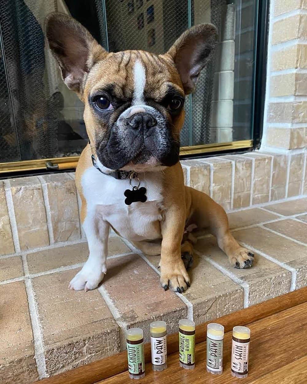 Regeneratti&Oliveira Kennelさんのインスタグラム写真 - (Regeneratti&Oliveira KennelInstagram)「If you haven’t tried @NaturalDogCompany products yet, you definitely need to check them out. Pick up some travel sticks to sample and see the results for yourself! You have nothing to lose but that dry nose / chapped paws / itchy skin / tear stains / etc. You’ll be glad you did! . ⭐ SAVE 20% off @naturaldogcompany with code JMARCOZ at NaturalDog.com  worldwide shipping  ad 📷: @lloyd_thefrenchie_quesadilla . . . . . .  #frenchiepetsupply #frenchiesofinsta #pugsofinsta #frenchbulldog #frenchiesofinstagram #pug #frenchies #reversibleharness #frenchiehoodie #thedodo #frenchieharness #dogclothes #dogharness #frenchiegram #dogsbeingbasic #frenchieoftheday #instafrenchie #bulldogs #dogstagram #frenchievideo #cutepetclub #bestwoof #frenchies1 #ruffpost #bostonterrier #bostonsofig #animalonearth #dog」1月31日 4時10分 - jmarcoz