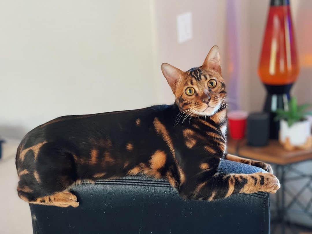 Jonahmaraisのインスタグラム：「my baby boy is getting so big 🥺」