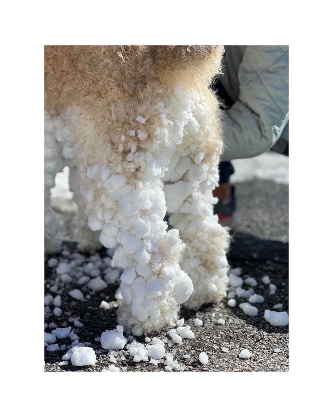 メリル・デイヴィスのインスタグラム：「The aftermath of a morning doodle romp in the snow.」