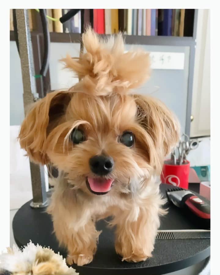Kodie Bearのインスタグラム：「😱Help🆘 ! Where can I buy a “DOGGIE-WIG” fast 💨❓..........🤦🏻‍♀️🙇🏻‍♀️」