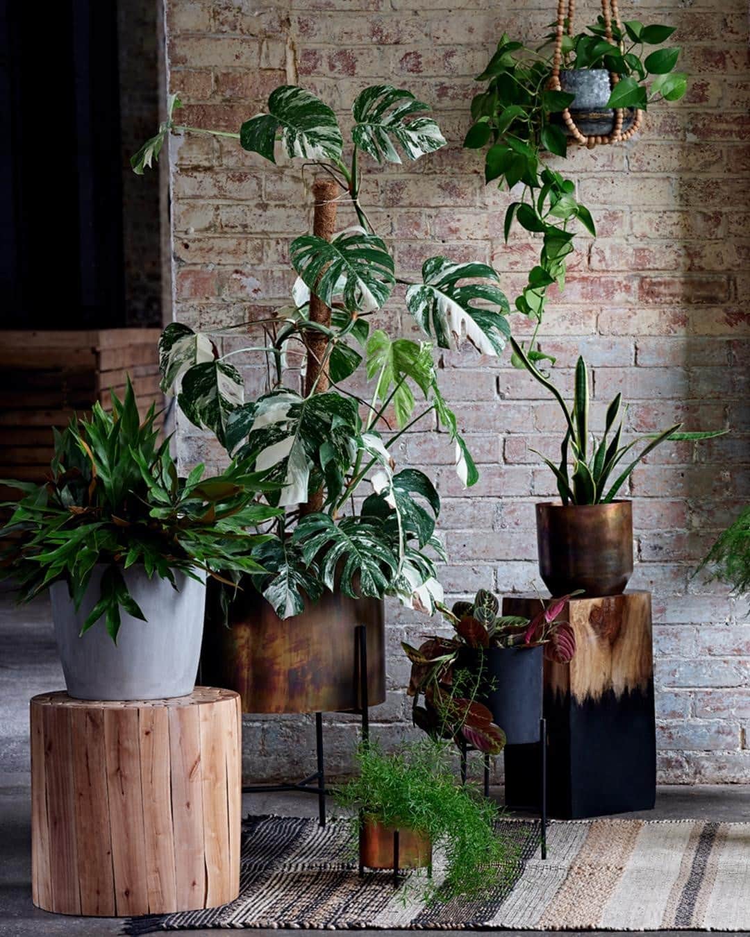 フレンチコネクションのインスタグラム：「Bring the outside in for an instant space refresh🌱🌱  #FrenchConnection #MyFC」