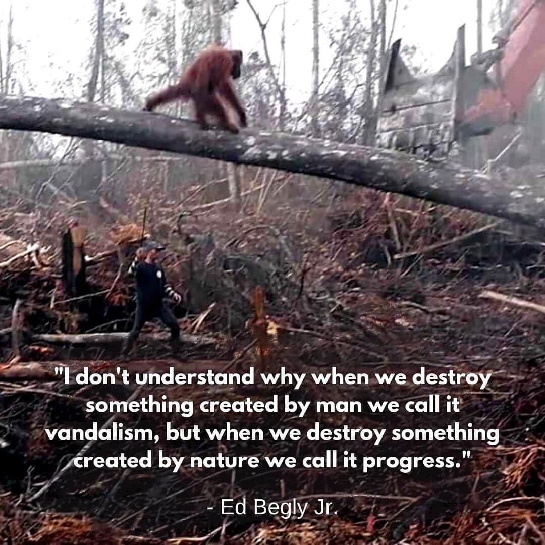 OFI Australiaのインスタグラム：「______________________________ 🦧 OFIA President: Kobe Steele kobe@ofiaustralia.com  OFIA Patron: Dr Birute Galdikas @drbirute @orangutanfoundationintl @orangutan.canada www.orangutanfoundation.org.au 🦧 🧡 🦧 #orangutan #orphan #rescue #rehabilitate #release #BornToBeWild #Borneo #Indonesia #CampLeakey #saveorangutans #sayNOtopalmoil #palmoil #deforestation #destruction #rainforest #environment #nature #instanature #endangeredspecies #criticallyendangered #wildlife #orangutanfoundationintl #ofi #drbirute #ofiaustralia #FosterAnOrangutan」